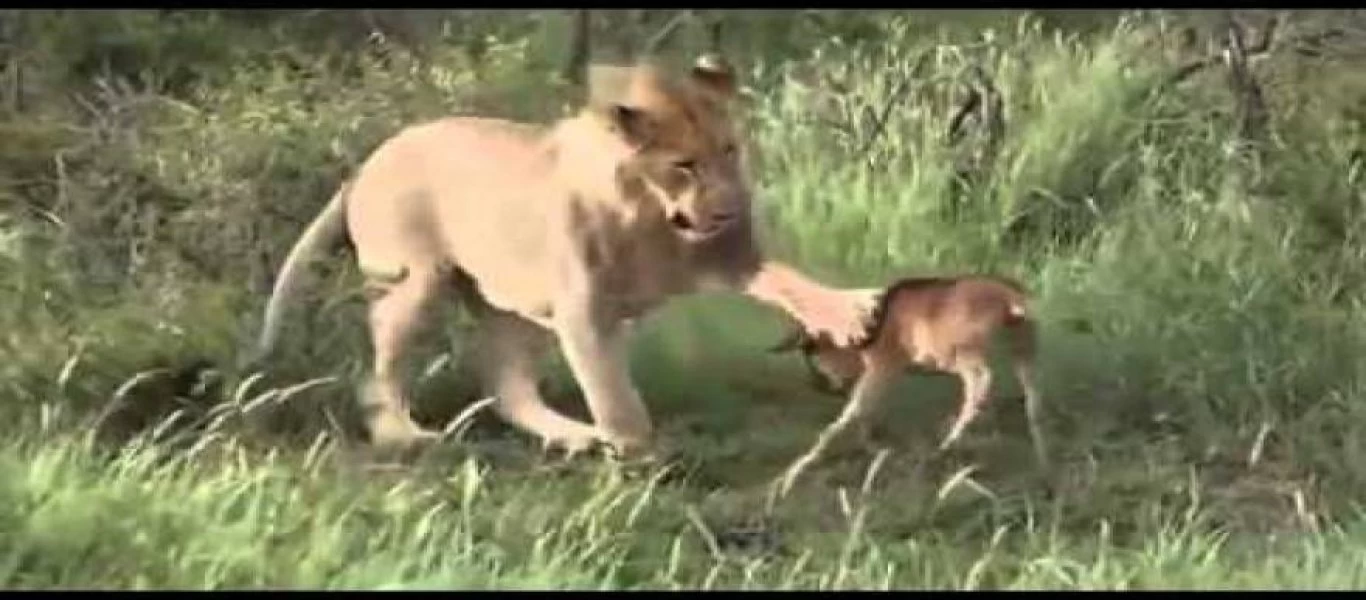 Απίστευτο: Λιοντάρι επιτίθεται σε μοσχαράκι μέχρι που... επεμβαίνει μια άγρια λέαινα (βίντεο)